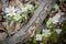 Bloodroot Flowers Around Fallen Branch