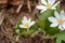 Bloodroot plant flower - Sanguinaria canadensis