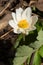 Bloodroot - Sanguinaria canadensis