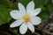 Bloodroot - Sanguinaria canadensis