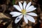 Bloodroot - Sanguinaria Canadensis