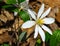 Bloodroot, Sanquinaria Canadensis