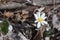 Bloodroot spring flower in wooded area in Missouri.