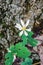 A Bloodroot Wildflower on the Forest Floor