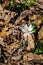 A Bloodroot Wildflower on the Forest Floor