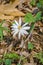 A Bloodroot Wildflower on the Forest Floor
