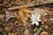 Bloodroot Wildflower, Sanguinaria canadensis