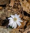 Bloodroot Wildflower, Sanguinaria canadensis