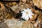 Bloodroot Wildflower, Sanguinaria canadensis