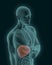 Bloodshot human liver with digestive organs 3d render