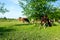 Bloodstock cows are grazing grass, on a pasture, meadow