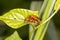 Bloodsucker beetle from Lower Saxony, Germany, Europe