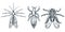 Bloodsucking insect parasites icons. Vector hand drawn sketch illustration. Mosquito, louse, flea and fly, isolated