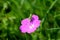 Bloody cranesbill or Geranium sanguineum purple blooming flower with small grasshopper