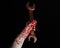 Bloody hand holding a big wrench, bloody wrench, big key, bloody theme, halloween theme, crazy mechanic, black background