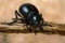 Bloody-nosed beetle (Timarcha tenebricosa)