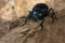 Bloody-nosed beetle (Timarcha tenebricosa) on wood