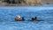 Bloody nosed Sea Otter [enhydra lutris] floating in the Elkhorn Slough at Moss Landing on the Central Coast of California USA