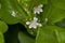 Bloom of Beach naupaka, little white flowers close-up
