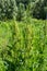 A bloom of bright green flower of sorrel closeup outdoors in nature in sunny June in summer season. Rumex confertus