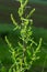 A bloom of bright green flower of sorrel closeup outdoors in nature in sunny June in summer season. Rumex confertus