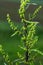 A bloom of bright green flower of sorrel closeup outdoors in nature in sunny June in summer season. Rumex confertus