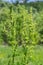 A bloom of bright green flower of sorrel closeup outdoors in nature in sunny June in summer season. Rumex confertus