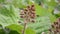 Bloom Butterbur or Burdock