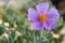 Bloom of Cistus albidus (Rock rose, Sun rose)