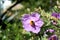 Bloom of Cistus albidus (Rock rose, Sun rose)