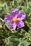 Bloom of Cistus albidus (Rock rose, Sun rose)