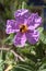 Bloom of Cistus albidus (Rock rose, Sun rose)