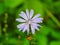 In Bloom Common chicory (Cichorium intybus) Blue Daisy Blue Dandelion Wildflower