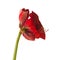 Bloom dark red Amaryllis Hippeastrum