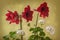 Bloom dark-red Hippeastrum amaryllis `Arabian night` and white Pelargonium zonal