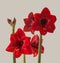 Bloom dark-red Hippeastrum amaryllis Galaxy group `Arabian night