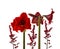 Bloom dark-red Hippeastrum (amaryllis) Galaxy group \\\'Arabian night