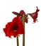 Bloom dark-red Hippeastrum (amaryllis) Galaxy group \\\'Arabian night