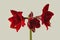 Bloom dark-red Hippeastrum (amaryllis) Galaxy group \\\'Arabian night