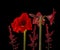 Bloom dark-red Hippeastrum (amaryllis) Galaxy group \\\'Arabian night\\\' and branch with red berries
