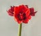 Bloom dark red Hippeastrum (amaryllis) \\\