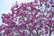 Bloom detail purple ipe with blue sky