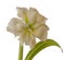 Bloom double Amaryllis Hippeastrum