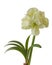 Bloom double Amaryllis Hippeastrum `Marilyn` on a white background isolated