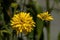 Bloom of dwarf sunflower plant or Helianthus dwarf in manastery garden