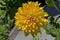 Bloom of dwarf sunflower plant or Helianthus dwarf in manastery garden, village Zhelyava