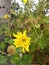 Bloom of dwarf sunflower plant in house garden.