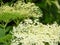 Bloom of elderberry in garden, floral background. An Elder bush in bloom. Flowers and leaves of elderflower Sambucus nigra.