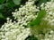 Bloom of elderberry in garden, floral background. An Elder bush in bloom. Flowers and leaves of elderflower Sambucus nigra.