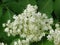 Bloom of elderberry in garden, floral background. An Elder bush in bloom. Flowers and leaves of elderflower Sambucus nigra.